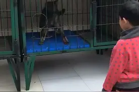 卡特儿子，性格非常牛逼的一条狼灰公视频封面