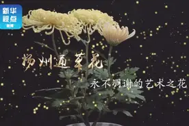 “网红”通草花，古装剧全靠它！视频封面