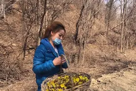 大东北的天山雪莲，盛开在冰雪中，也是冬天开的最早的一种花视频封面