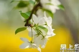 明天的明天，你是谁的谁图片