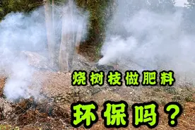 农村用树枝烧肥料，专家说不环保，农民却没办法有其他办法吗？视频封面