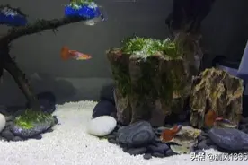 后面的莫斯水草还没长好图片