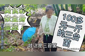 农村小夫妻冒雨挖笋子，全身淋湿了却有好多意外的收获，心满意足视频封面