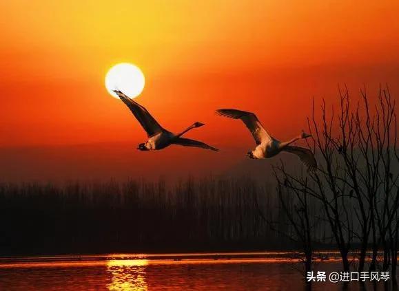 鸿雁歌谱简谱唱法鸿雁歌谱简谱（点播回复太阳 手风琴版鸿雁简谱五线谱附带指法）
