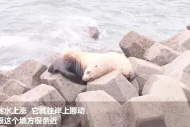 【你好，#北海狮#】近日，一只北海狮现身辽宁丹东东港海域。北海狮是海狮科最大的一种视频封面