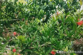 农家小院的石榴树！图片