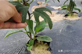 五指毛桃种苗，高产种植技术！图片