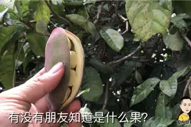 广西梁哥在路边发现一棵奇怪果树，有没有网友见过这样果？视频封面