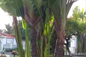 厦门园博园图片