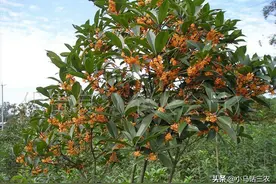 农村常见的桂花树，在哪些地方不能种植？看完心里有数了图片