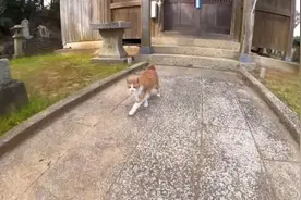 岛国一位喜欢拍流浪猫的小哥去猫岛玩