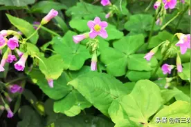 草本植物“酸酸草”，“酸咪咪”大家认识吗？它的价值原来那么好图片