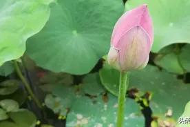 小荷才露尖尖角，只待蜻蜓立上头图片