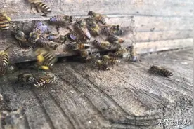 你知道蜜蜂怎么带回花粉的吗？带你看看蜜蜂🐝采完花粉归巢