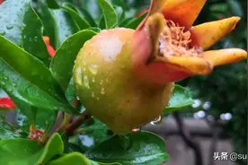 黄梅时节家家雨，青草池塘处处蛙图片