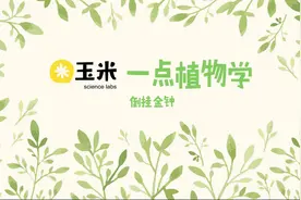 一点植物学之倒挂金钟视频封面