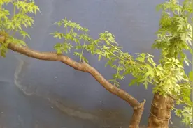 再次展示今天挖的黄荊老桩图片