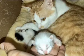 主人手痒当着母猫面前摸刚出生的小奶猫宝宝，看猫妈妈能忍耐几秒视频封面