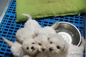 家养比熊一窝，包犬瘟细小坐标成都新都图片