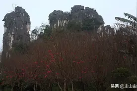 桂林•七星公园•骆驼峰图片