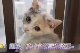 猫咪看了都流口水的懒人白菜肥牛锅视频封面