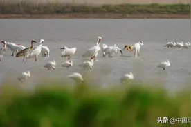 周晋峰在绿会研究室关于鄱阳湖水利枢纽工程建设项目视频封面