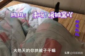 这猫那么怕冷吗，三十多度的天气还盖被子视频封面