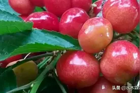 北纬37 度，烟台福山门楼水库大樱桃图片