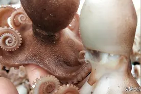 深海野生八爪鱼图片