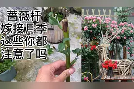 蔷薇杆嫁接月季何时才是最佳季节？嫁接时这些注意事项都需要了解视频封面
