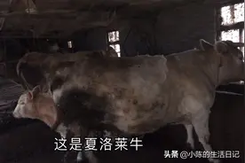 养牛和养羊相比较哪个更赚钱？ 听听养殖户是怎么说的？视频封面