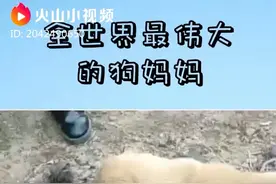 狗狗用自己的双手刨坑埋掉了死去的宝宝。视频封面