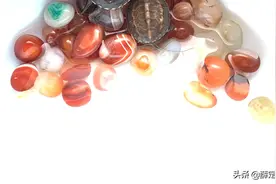 秀下小奶龟图片