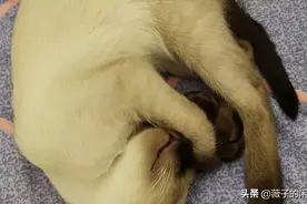 就知道睡！图片