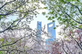 上海黄金CBD也能赏樱？陆家嘴三件套和樱花同框，路人：太梦幻图片