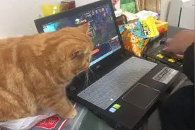 当你养了猫后，猫：这玩意儿有我好玩？