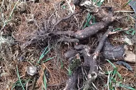 大山野生猕猴桃树根图片