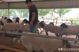 萨福克绵羊的养殖技术肉羊养殖场地建设视频封面