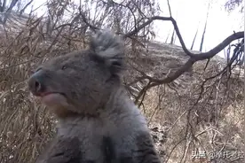 公的（雄性）考拉求爱找对象表白的呼喊声😂😂😂视频封面