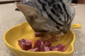谁能想到蠢萌可爱的小猫咪也可以大口吃肉？小猫咪生牛肉吃播