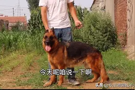 是什么原因，造成德牧后腿叉拐，原来是这几种的方式，没有用对！