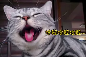 小猫咪特殊技能，会学狗狗张嘴喘气，吐着舌头笑起来太萌了