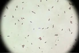 为什么1岁内的宝宝不能喝蜂蜜！视频封面