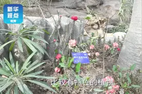 北京最“年长”植物温室重新开放  来看看有啥新奇植物视频封面