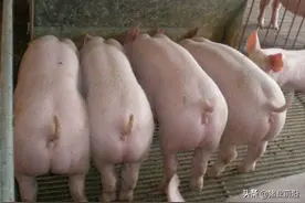 你知道玉米面打多细喂猪性价比最高吗？答案来了，值得养猪人学习图片