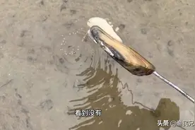 如何才能识别淡水蛏子洞？跟着阿斌一起去寻找淡水蛏子！