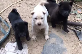 田园犬小奶狗，一个多月就懂得看家护院，三个月变化太大。视频封面