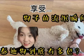 都说泰迪狗很色，想不到真是如此！妹子被惊到，你家小狗也这样吗视频封面