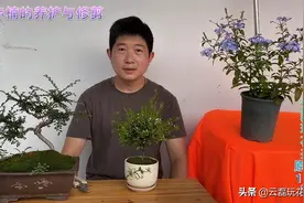 小叶赤楠的修剪及养护，这样操作，让小叶赤楠更美观！视频封面