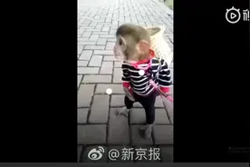 【#女子朋友圈晒宠物猴#牵出贩卖野生动物案 警方视频封面